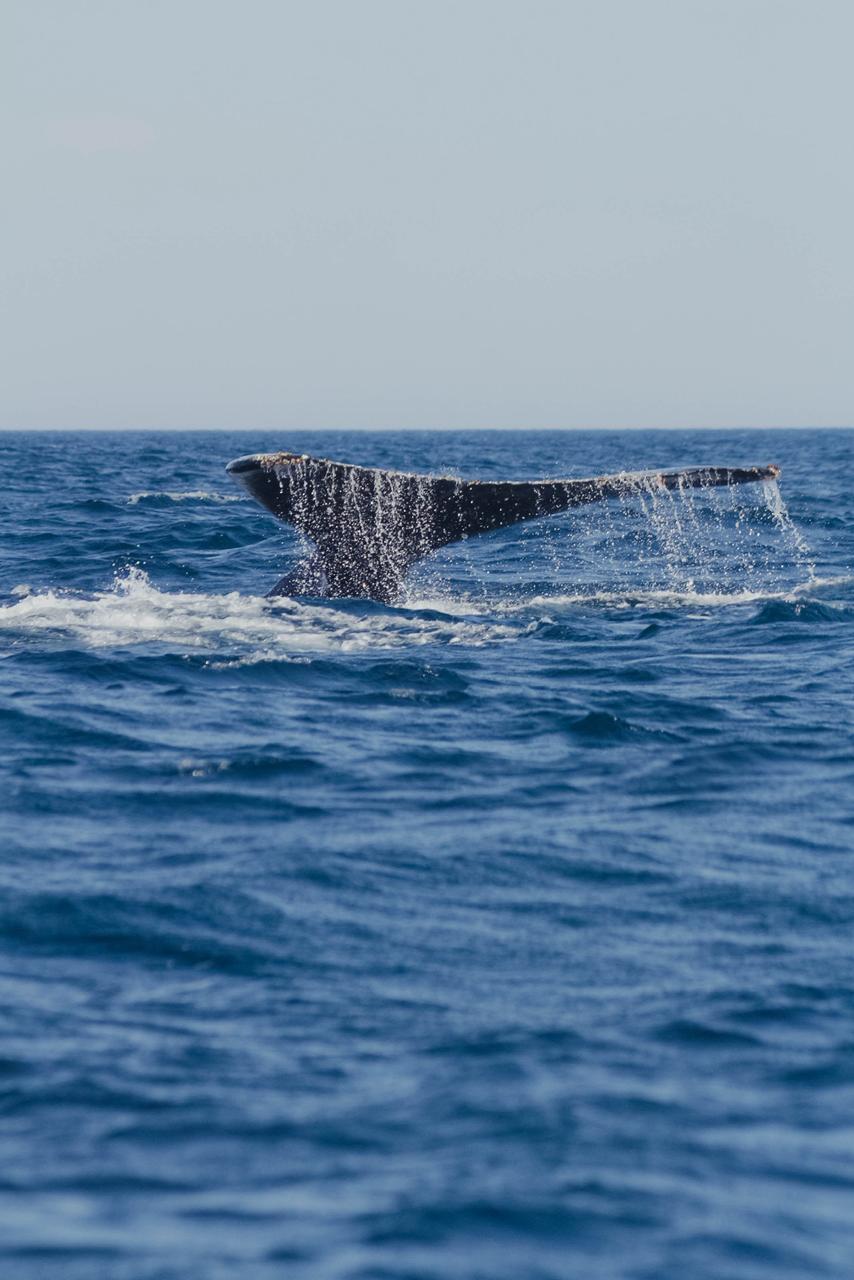 Cauda da baleia no mar azul