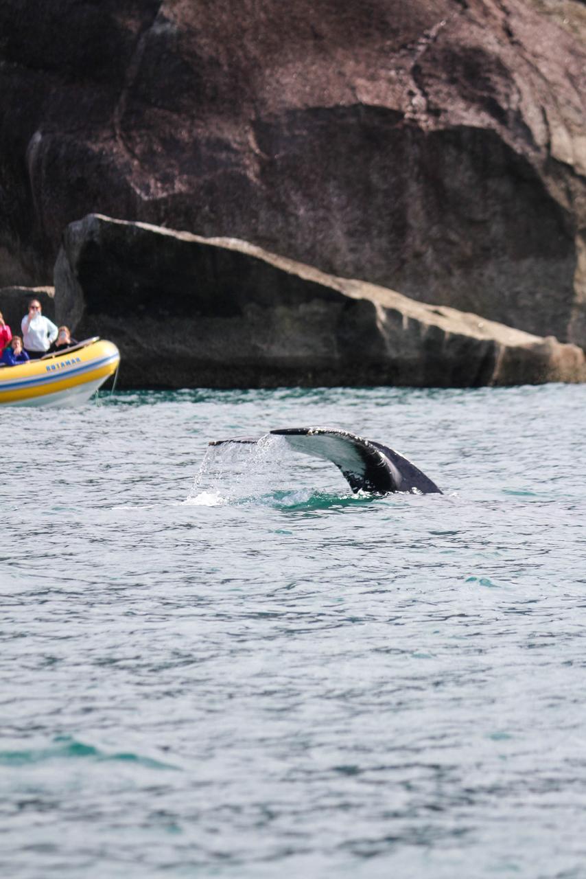 Cauda de baleia perto do barco de turistas