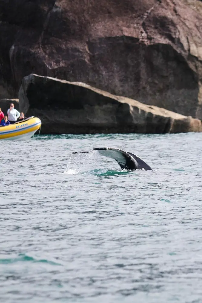 Cauda de baleia perto do barco de turistas