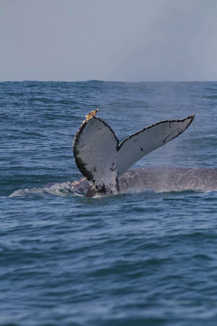 Cauda de jubarte erguida sobre o mar