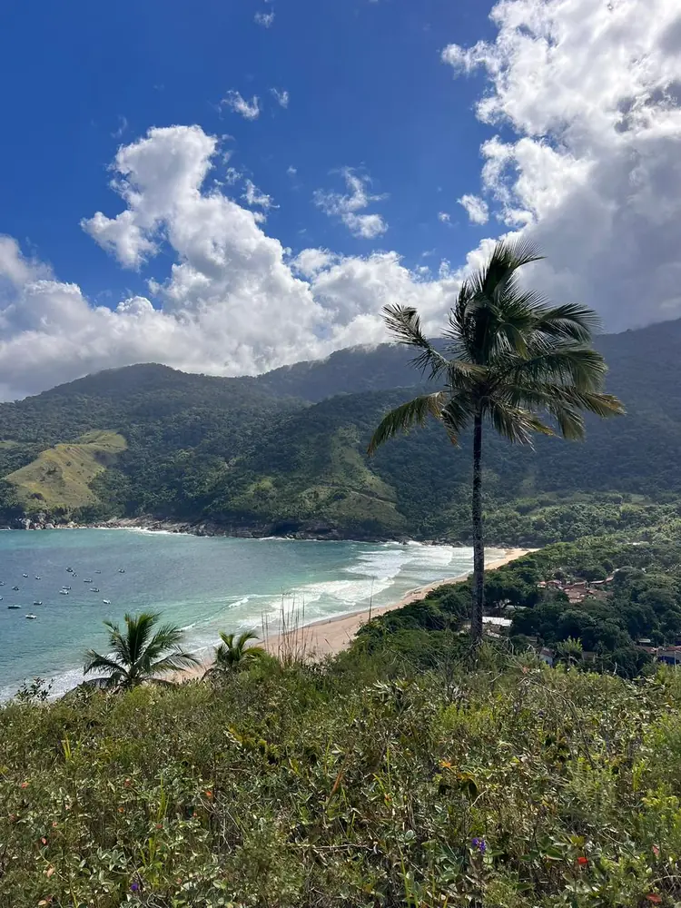 Mirante do Bonete com coqueiro e praia de águas cristalinas