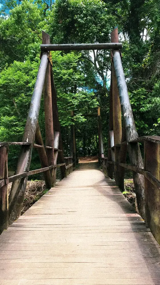 Ponte de madeira na Mata Atlântica
