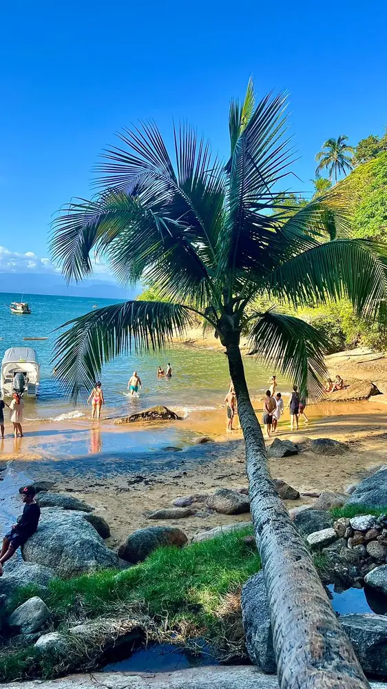 Coqueiro inclinado sobre a praia